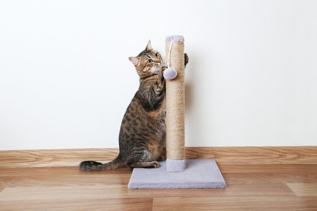 고양이 스크래처 종류